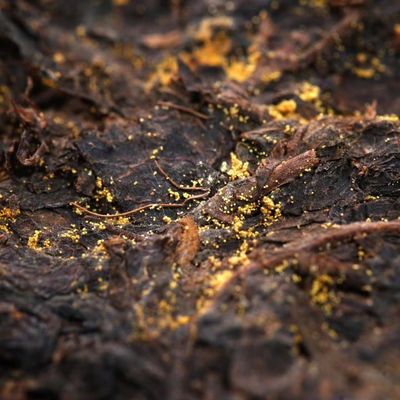 Brew to Drink Selecionados presentes de chá preto da Shaanxi Flat Tummy Tea Series com técnicas de produção antigas na lista