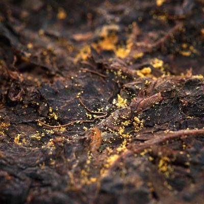 Estilo Chá escuro Chá oficial Shaanxi Chá de flor dourada Chá preto Chá personalizado Instruções para preparar e beber